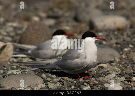 Sterne arctique (Sterna paradisaea) Banque D'Images