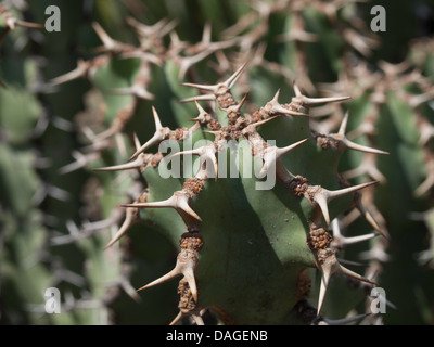 Gifboom ou poison tree ; Euphorbia virosa ; Afrique du Sud Sauvage. Banque D'Images