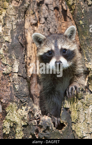 Politique raton laveur (Procyon lotor), deux mois, un chiot dans treehole, Allemagne Banque D'Images