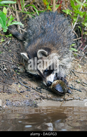 Politique raton laveur (Procyon lotor), trois mois jeune animal debout sur le bord de l'eau et à la recherche sur une moule, Allemagne Banque D'Images
