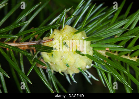 Mélèze rouge puceron des galles (Adelges spec., ), de l'ananas gall à Spruce, Allemagne Banque D'Images