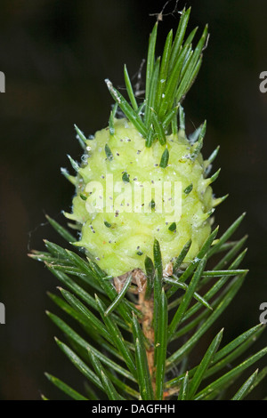 Mélèze rouge puceron des galles (Adelges spec., ), de l'ananas gall à Spruce, Allemagne Banque D'Images