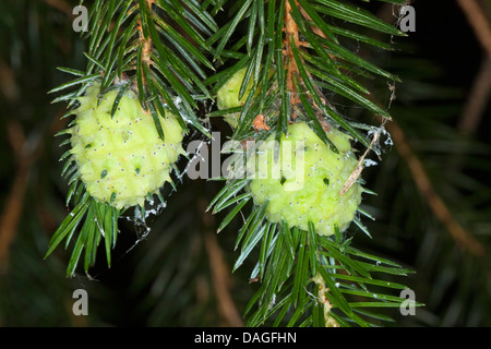 Mélèze rouge puceron des galles (Adelges spec., ), deux des galles d'ananas à l'épinette, Allemagne Banque D'Images