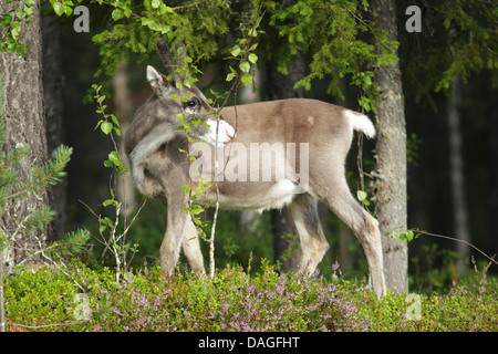 Jeune renne (Rangifer tarandus) debout parmi la végétation à l'orée d'une forêt Banque D'Images