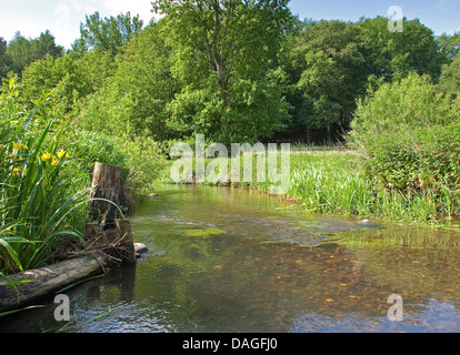 Renaturated Brook, Allemagne, Schleswig-Holstein, Bonaduz Banque D'Images