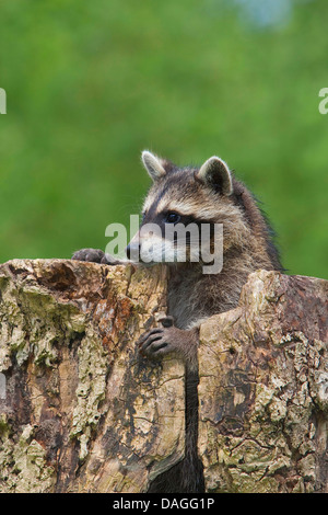 Politique raton laveur (Procyon lotor), monzhs trois vieux jeune animal à la recherche d'un trou d'arbre, Allemagne Banque D'Images