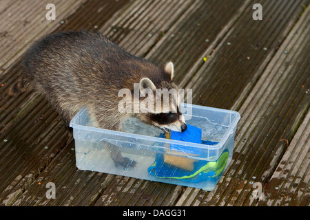 Politique raton laveur (Procyon lotor), douce jeune animal jouant avec de l'eau, éponge et chiffon, Allemagne Banque D'Images