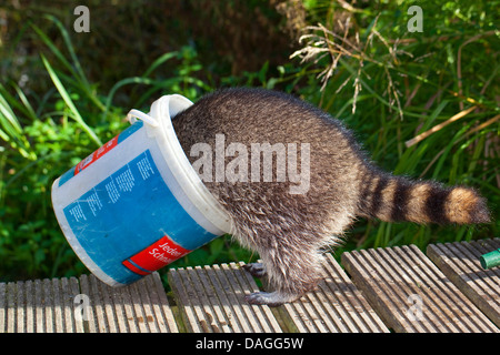 Politique raton laveur (Procyon lotor), tame pup jouant avec un seau dans le jardin, Allemagne Banque D'Images