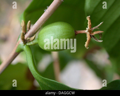 Café arabe (Coffea arabica), les fruits immatures Banque D'Images