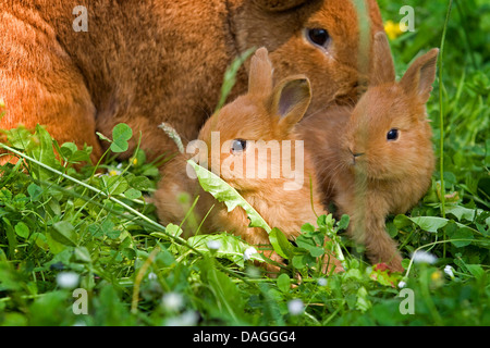 La nouvelle zelande red rabbit (Oryctolagus cuniculus f. domestica), deux jeunes lapins rouge Nouvelle-zélande avec leur mère sur un pré Banque D'Images