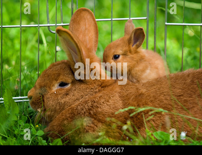 La nouvelle zelande red rabbit (Oryctolagus cuniculus f. domestica), les jeunes La Nouvelle Zelande red rabbit avec sa mère sur un pré Banque D'Images