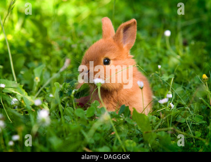 La nouvelle zelande red rabbit (Oryctolagus cuniculus f. domestica), les jeunes La Nouvelle Zelande red rabbit sur un pré Banque D'Images