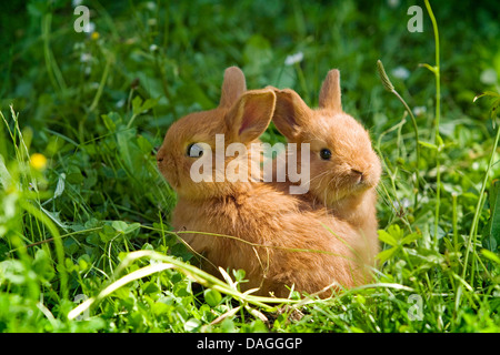 La nouvelle zelande red rabbit (Oryctolagus cuniculus f. domestica), deux jeunes lapins rouge Nouvelle-zélande sur un pré, l'Allemagne, Hohenlohe, Crailsheim Banque D'Images