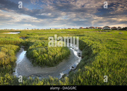 Dans les marais de la réserve naturelle de IJzermonding, Belgique, Nieuwpoort Banque D'Images