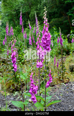 Fleurs violettes de la digitale pourpre (Digitalis purpurea). Olympic National Park, Washington, USA. Banque D'Images