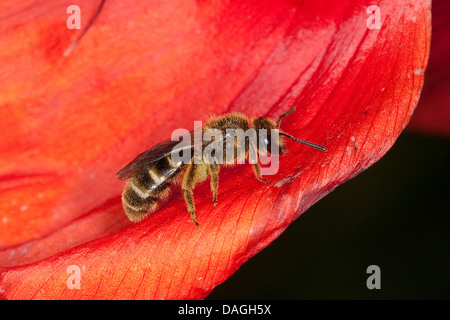 Lasioglossum calceatum mineur (abeille, Halictus calceatus), Femme la visite d'une fleur de pavot, Allemagne Banque D'Images