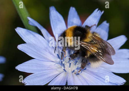 Petit jardin de bourdons (Bombus hortorum), la visite d'un succory fleur, Allemagne Banque D'Images