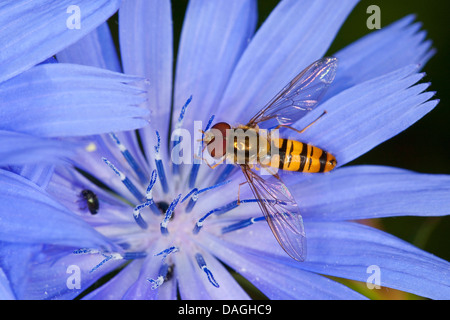 Episyrphus balteatus hoverfly (marmelade), la visite d'un succory fleur, Allemagne Banque D'Images