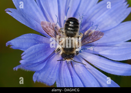 Découpeuse découpeuse,2170 (cf. Megachile ericetorum, cf. Chalicodoma ericetorum, Pseudomegachile cf. ericetorum), la visite d'un homme succory fleur, Allemagne Banque D'Images