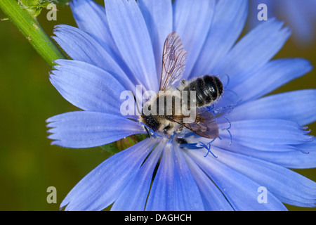Découpeuse découpeuse,2170 (cf. Megachile ericetorum, cf. Chalicodoma ericetorum, Pseudomegachile cf. ericetorum), la visite d'un homme succory fleur, Allemagne Banque D'Images
