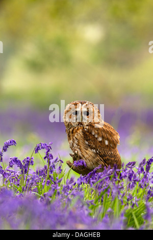 Chouette hulotte, Strix Aluco enr assis dans bluebells Banque D'Images