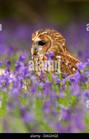 Chouette hulotte, Strix Aluco enr assis dans bluebells Banque D'Images