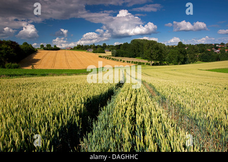 Le blé tendre, cultivé du blé (Triticum aestivum), champ de blé, Belgique, Vlaamse Ardennen Banque D'Images