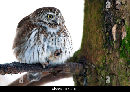 Chouette naine eurasien (Glaucidium passerinum), assis sur une branche, la Finlande Banque D'Images