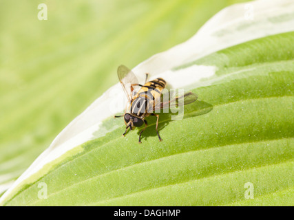 Imitent-guêpe jaune et noir hoverfly sur feuille verte. Banque D'Images