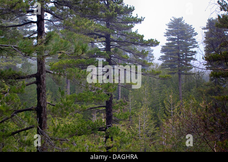 Pin noir (Pinus nigra, Pinus austriaca, Pinus nigra ssp. calabrica, Pinus nigra ssp. laricio), forêt de pins sur la montagne de l'Etna, Italie, Sicile Banque D'Images