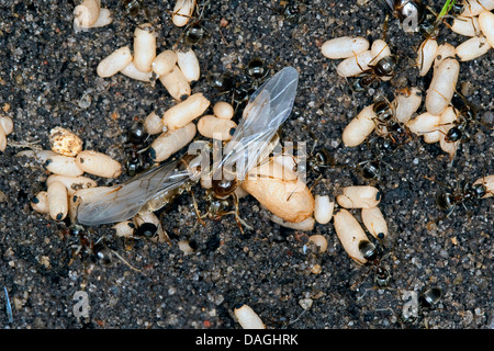 Jardin noir ant, fourmi noire commune (Lasius cf. niger), nid avec des oeufs, des travailleurs, des petits mâles et des fourmis ailées et jeune reine, Allemagne Banque D'Images