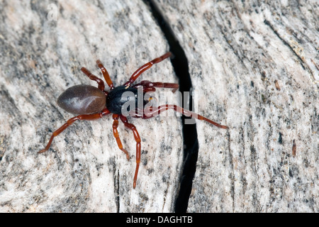 Cloporte hunter (Dysdera ninnii), sur une pierre, l'Autriche, l'Kaerten Banque D'Images