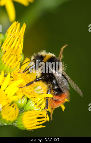 Le cerf rouge de bourdons (Bombus lapidarius, Pyrobombus lapidarius, Aombus lapidarius), homme la visite d'une fleur, le Séneçon de Allemagne Banque D'Images