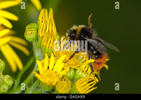 Le cerf rouge de bourdons (Bombus lapidarius, Pyrobombus lapidarius, Aombus lapidarius), homme la visite d'une fleur, le Séneçon de Allemagne Banque D'Images