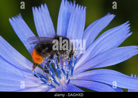 Le cerf rouge de bourdons (Bombus lapidarius, Pyrobombus lapidarius, Aombus lapidarius), la visite d'un homme succory fleur, Allemagne Banque D'Images