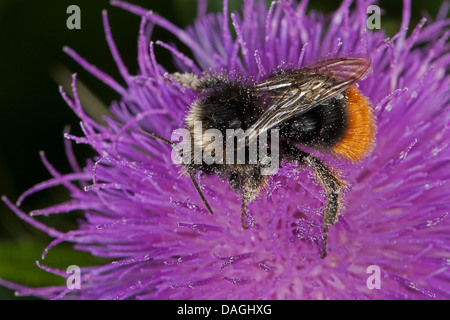 Le cerf rouge de bourdons (Bombus lapidarius, Pyrobombus lapidarius, Aombus lapidarius), homme visitant un chardon fleur, Allemagne Banque D'Images