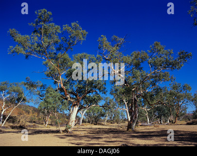 Longbeak eucalyptus, river, rivière redgum red gum (Eucalyptus camaldulensis), dans les flux, l'Australie Banque D'Images