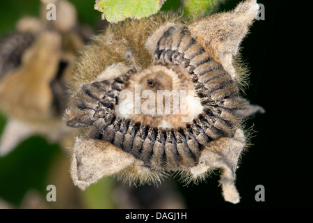 Holly Hock, rose trémière (Alcea rosea, Althaea rosea), des fruits avec des graines Banque D'Images