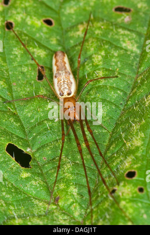 Une araignée plate, les tisserands orb plate (Tetragnatha montana), sur une feuille, Allemagne Banque D'Images