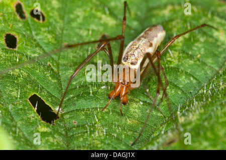 Une araignée plate, les tisserands orb plate (Tetragnatha montana), portrait avec huit yeux et aux chélicères, Allemagne Banque D'Images
