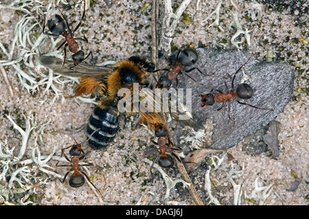 (Formica rufa fourmi Formica polyctena oder), transportant les abeilles sauvages morts, Allemagne Banque D'Images