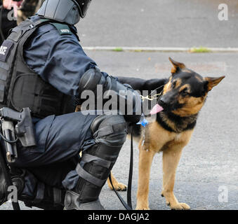 Belfast, en Irlande du Nord, 12 juillet 2013 - Un chien policier est donné de l'eau d'une bouteille en plastique pendant une période de calme à une émeute Crédit : Stephen Barnes/Alamy Live News Banque D'Images