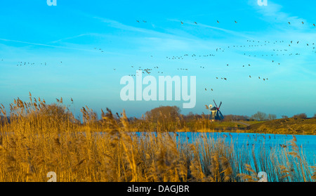 Bernache nonnette (Branta leucopsis), flock, décoller, moulin de Aschwarden en arrière-plan, l'ALLEMAGNE, Basse-Saxe, Osterholz, Aschwarden Banque D'Images