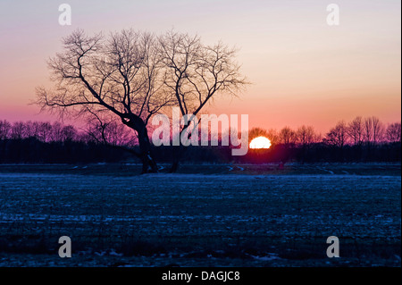 Arbre généalogique singel au coucher du soleil en hiver, l'ALLEMAGNE, Basse-Saxe, Osterholz, Neuenkirchen Banque D'Images