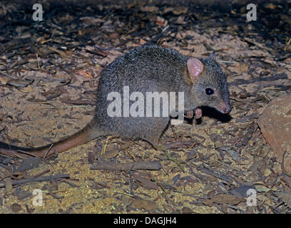 Le potoroo long bec (Potorous tridactylus), de nuit, de l'Australie Banque D'Images