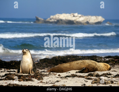 Lion de mer australien (Neophoca cinerea), avec pup sur la plage, de l'Australie Banque D'Images