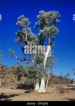 Longbeak eucalyptus, river, rivière redgum red gum (Eucalyptus camaldulensis), dans les flux, l'Australie Banque D'Images