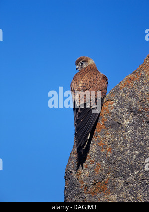 Australian crécerelle (Falco cenchroides), assis sur un rocher, de l'Australie Banque D'Images