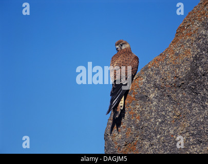 Australian crécerelle (Falco cenchroides), assis sur un rocher, de l'Australie Banque D'Images