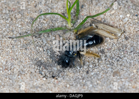 (Zottelbiene banksianus Panurgus, Panurgus banksiana), femme de creuser dans le sable, Allemagne Banque D'Images